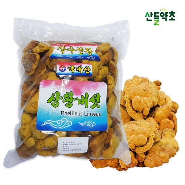 프리미엄 A급 건조 상황버섯 250g 국산